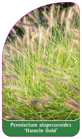 Pennisetum alopecuroides 'Hameln Gold'