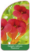 Campsis radicans 'Flamenco'