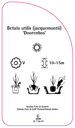 Betula utilis (jaquemontii) 'Doorenbos'