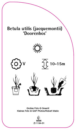 Betula utilis (jaquemontii) "Doorenbos