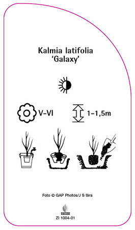 Kalmia latifolia 'Galaxy'