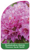 Rhododendron-Hybride 'Florence Sarah Smith'