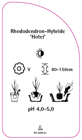 Rhododendron-Hybride 'Hotei'