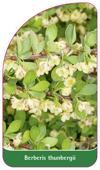 Berberis thunbergii