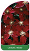 Clematis 'Niobe'