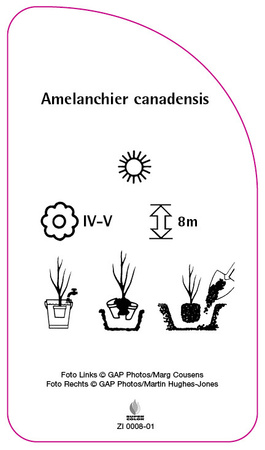 Amelanchier canadensis