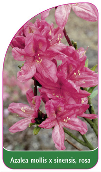 Azalea mollis x sinensis, rosa