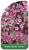 Weigela Hybride 'Styriaca'