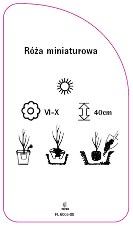 Róza miniaturowa