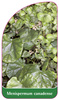Menispermum canadense