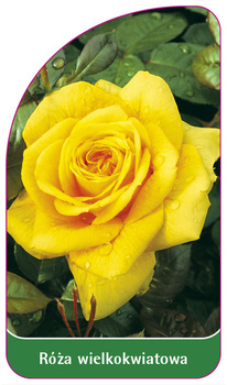 Velkokvětá růže č. 203