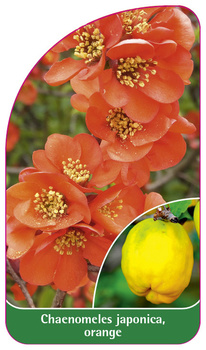 Chaenomeles japonica, orange