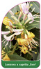 Lonicera x caprilia 'Ever'