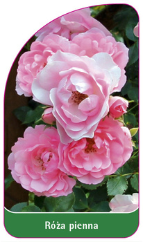 Róza pienna Nr. 41