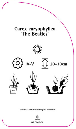 Carex caryophyllea 'The Beatles'