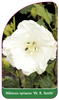 Hibiscus syriacus 'W. R. Smith