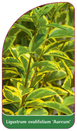 Ligustrum ovalifolium 'Aureum'