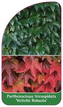 Parthenocissus tricuspidata 'Veitchii Robusta'