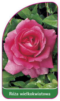 Róza wielkokwiatowa Nr. 201