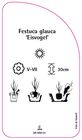 Festuca glauca 'Eisvogel'