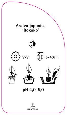 Azalea japonica 'Rokoko'
