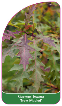 Quercus texana 'New Madrid'