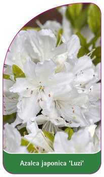 Azalea japonica 'Luzi'