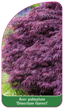 Acer palmatum 'Dissectum Garnet'