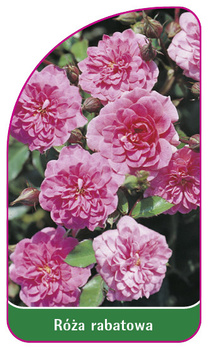 Róza rabatowa Nr. 105 A