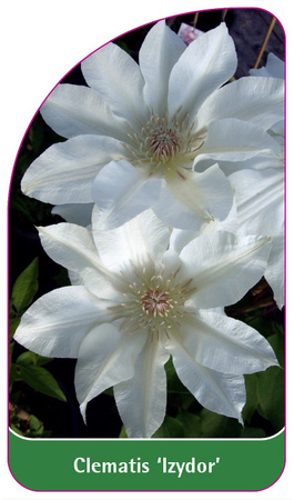 Clematis 'Izydor'