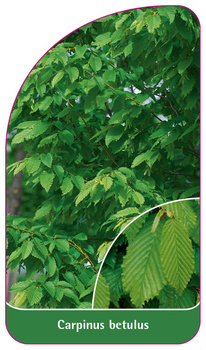 Carpinus betulus