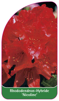 Rhododendron-Hybride 'Nicoline'