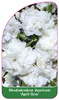 Rhododendron dauricum 'April Gem'
