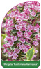 Weigela 'Kosteriana Variegata'