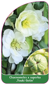 Chaenomeles x superba ,Youki Gotin'