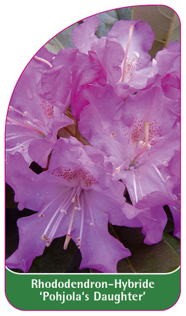 Rhododendron-Hybride 'Pohjola's Daughter'