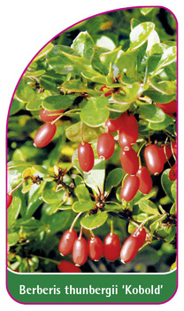 Berberis thunbergii 'Kobold'