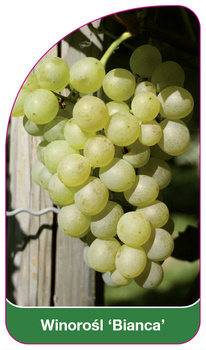 Winorośl 'Bianca'