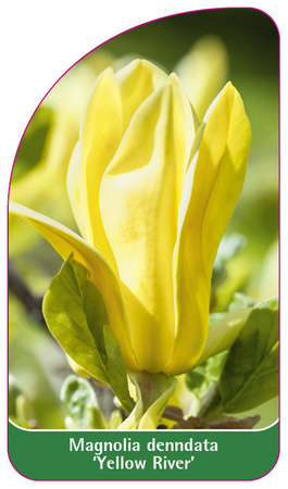 Magnolia denndata 'Yellow River'