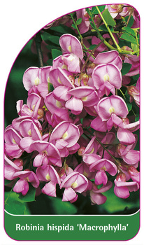 Robinia hispida 'Macrophylla'
