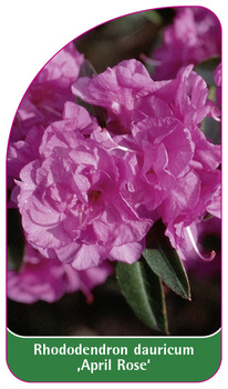 Rhododendron dauricum 'April Rose'