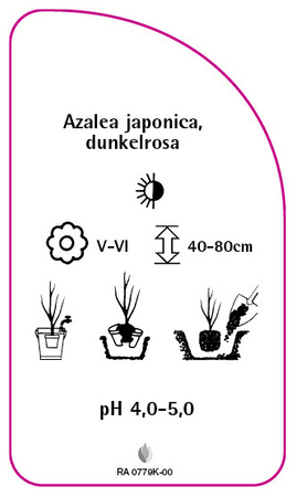 Azalea japonica, dunkelrosa