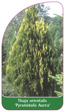 Thuja orientalis 'Pyramidalis Nana'