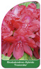 Rhododendron-Hybride 'Franceska'