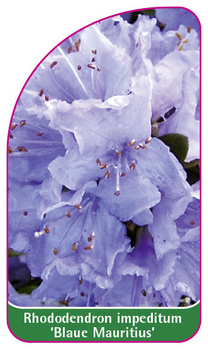 Rhododendron impeditum 'Blaue Mauritius'