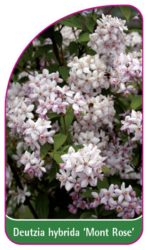 Deutzia hybrida 'Mont Rose'