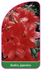 Azalea japonica