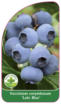 Vaccinium corymbosum 'Late Blue'