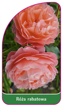 Discount rose Nr. 113