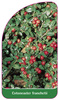 Cotoneaster franchetii